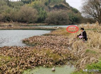 钓到大鲫鱼并非偶然，结合多天实战，解释野钓的正确思路  -图2