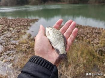 钓到大鲫鱼并非偶然，结合多天实战，解释野钓的正确思路  -图4