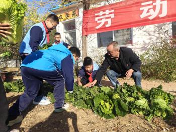 泰山区温泉路小学举行白菜收获、捐赠活动  -图2